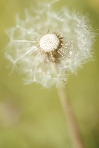 Pusteblume Mniszek Lekarski Taraxacum Ujęciu Makro — Zdjęcie stockowe