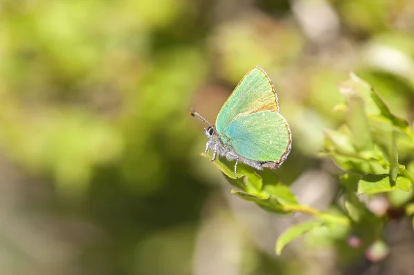 Fil Vert Callophrys Rubi Dans Plan Macro — Photo