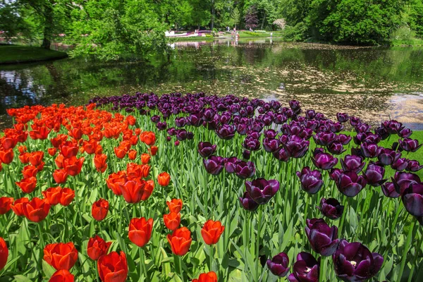 Champ Tulipes Keukenhof Jardin Fleuri Lisse Pays Bas Hollande — Photo