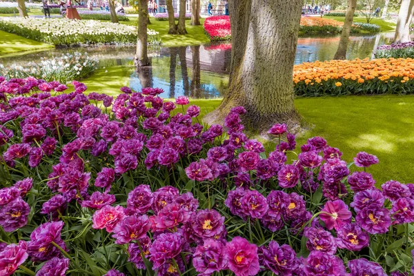 Das Tulpenfeld Keukenhof Blumengarten Lisse Niederland Holland — Stockfoto