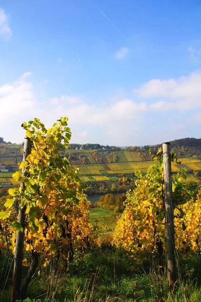 Colored Vines Autumn Vineyards Reil Mosel — Stock Photo, Image