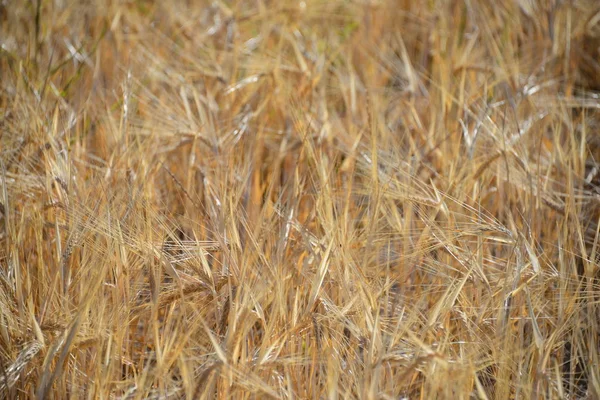 Vista Del Campo Grano Concetto Agricoltura — Foto Stock