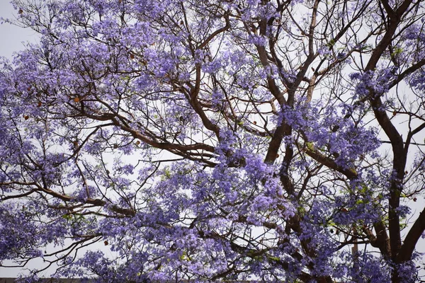 Blossom Jacaranda Spain — Stock Photo, Image