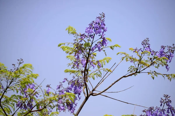 Blossom Jacaranda Spain — Stock Photo, Image