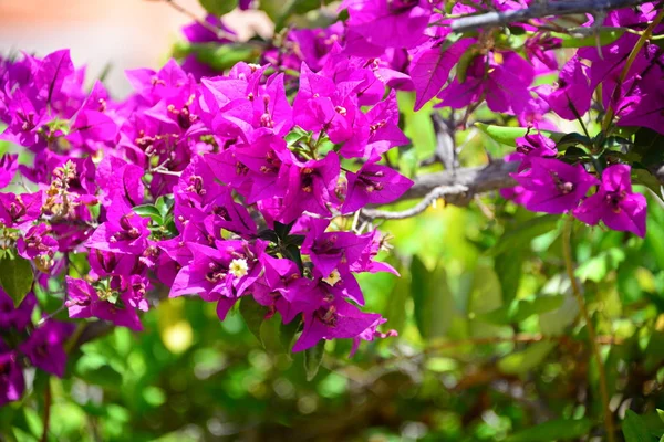 Fleur Jacaranda Espagne — Photo