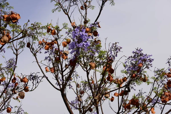 Flor Jacaranda Espanha — Fotografia de Stock