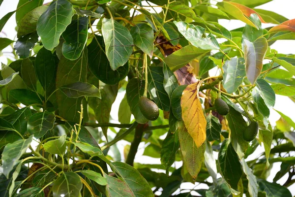 Avocado Albero Flora Fogliame — Foto Stock