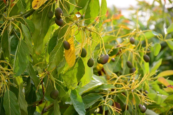 Avokado Ağacı Bitki Örtüsü Yapraklar — Stok fotoğraf