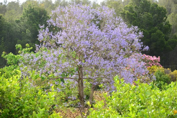 Violette Jacaranda Fleurs Violettes Sur Arbre — Photo