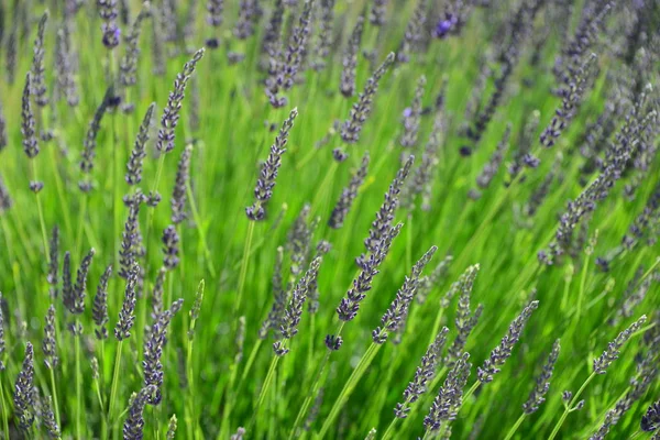 Violeta Lavanda Flores Flores Roxas — Fotografia de Stock