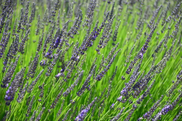 Flores Roxas Lavanda Arquivado — Fotografia de Stock