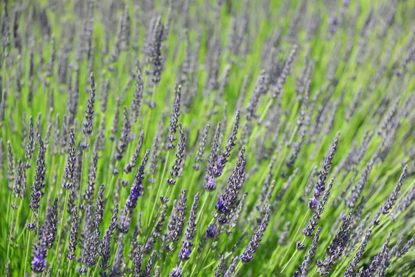 Violeta Lavanda Flores Flores Roxas — Fotografia de Stock