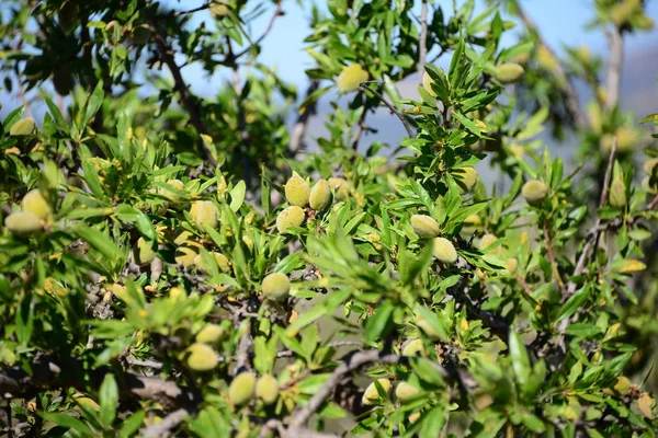 Almendro Flora Hojas Naturaleza — Foto de Stock