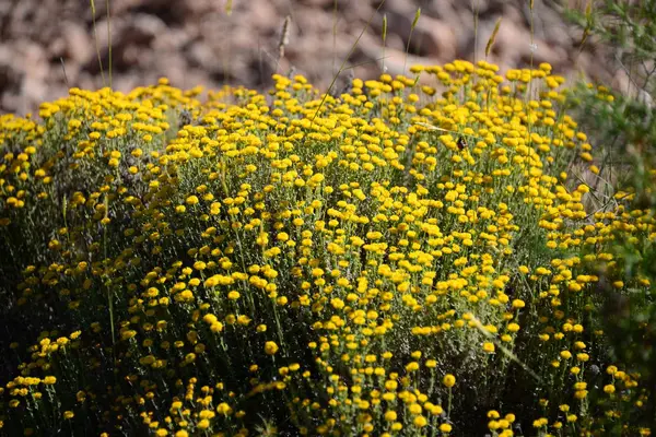 Kamomillblommor Blommar Spanien — Stockfoto