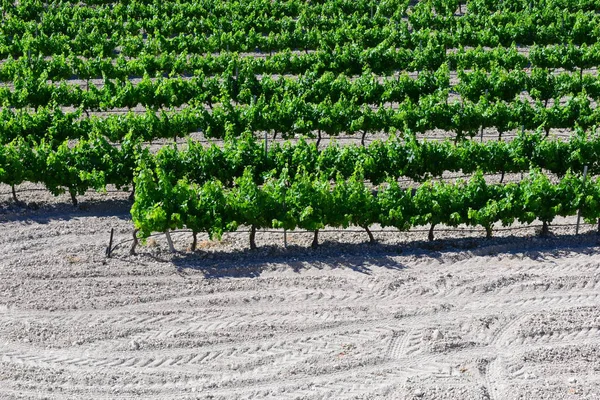 Agriculture Vineyard Trees Countryside Bunches — Stock Photo, Image