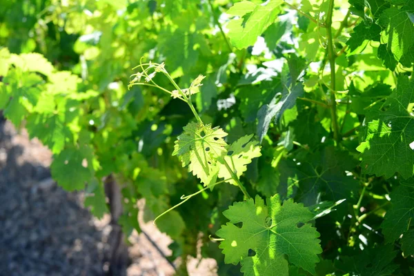 Rolnictwo Winnice Grona Wiejskie — Zdjęcie stockowe