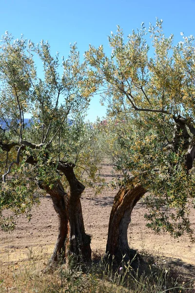 Olive Tree Bloom Spain — Stock Photo, Image