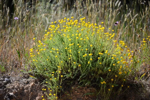 Fleurs Camomille Fleurissant Espagne — Photo