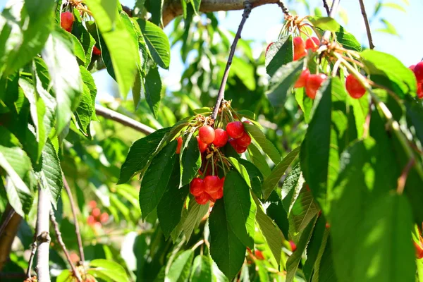 Ciliegie Rosse Fresche Sullo Sfondo Primo Piano — Foto Stock