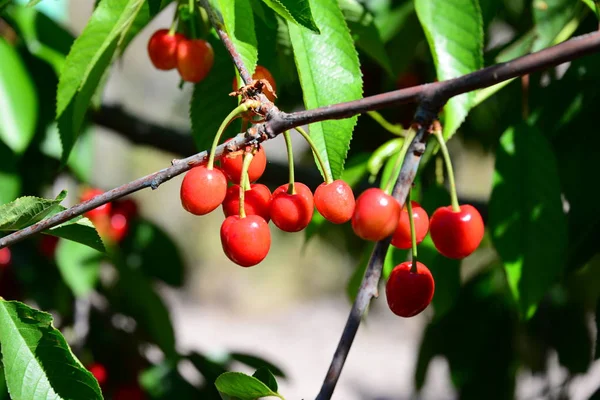 Cerezas Rojas Frescas Fondo Cerca — Foto de Stock