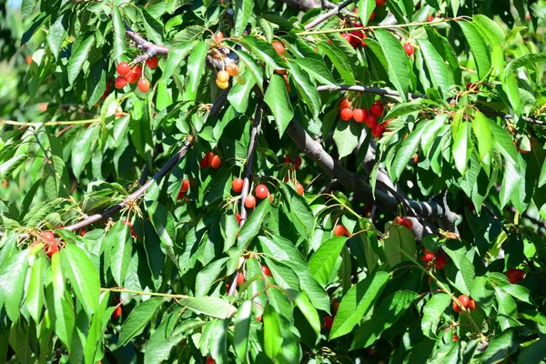 Cerezas Rojas España — Foto de Stock