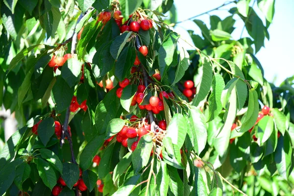 Cerezas Rojas España — Foto de Stock