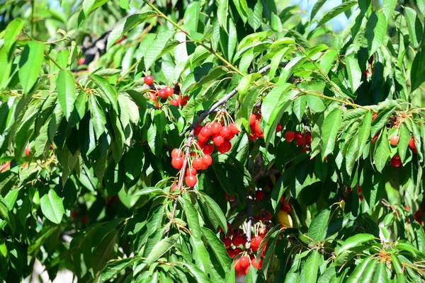 Röda Körsbär Spanien — Stockfoto