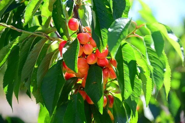 Ciliegie Rosse Spagna — Foto Stock