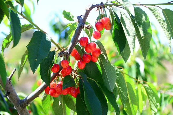 Rote Kirschen Spanien — Stockfoto