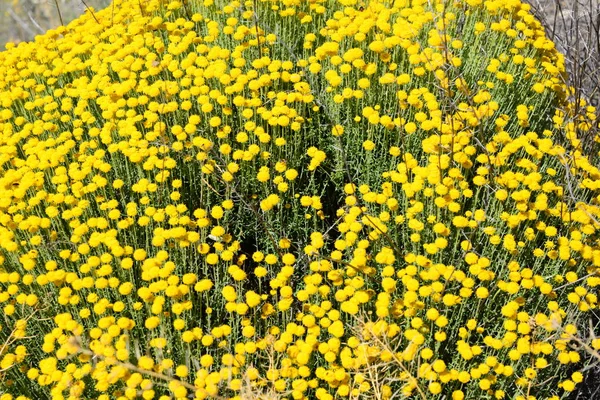 Camomille Fleur Espagne — Photo