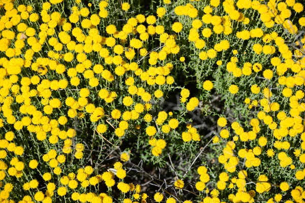 Kamille Bloem Spanje — Stockfoto