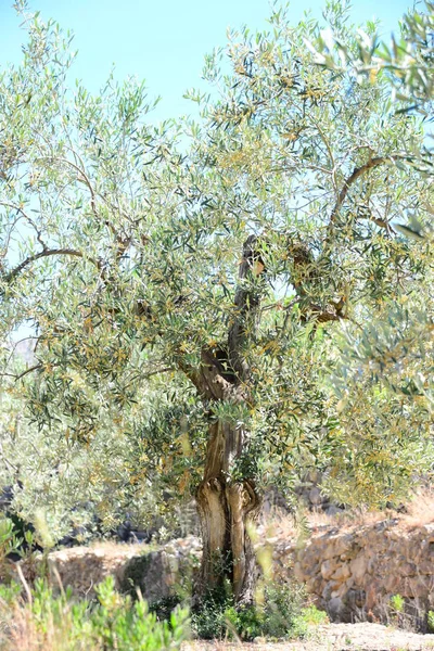 Olivenbaum Voller Blüte Spanien — Stockfoto