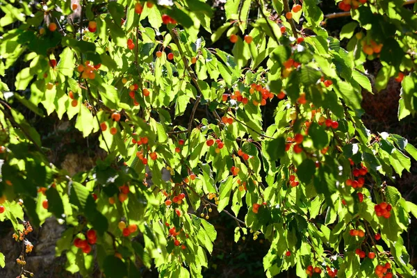 Gyönyörű Cseresznyefa Spanyolországban — Stock Fotó