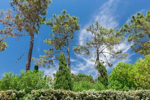 Grün Wolfstal Vale Lobo Algarve Portugal — Stockfoto