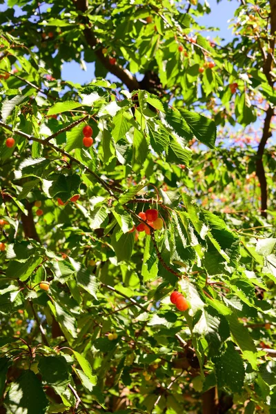 Όμορφη Κερασιά Στην Ισπανία — Φωτογραφία Αρχείου