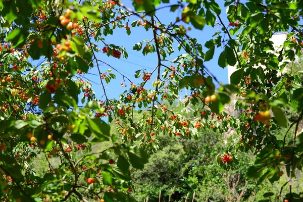 Schöner Kirschbaum Spanien — Stockfoto