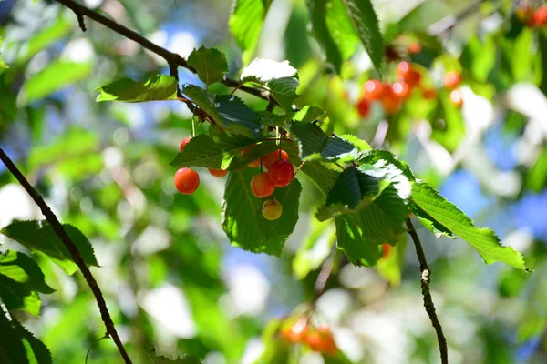 Bellissimo Ciliegio Spagna — Foto Stock