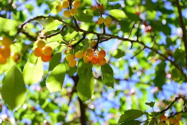 Bellissimo Ciliegio Spagna — Foto Stock