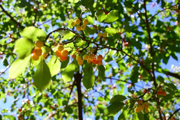 Mooie Kersenboom Spanje — Stockfoto