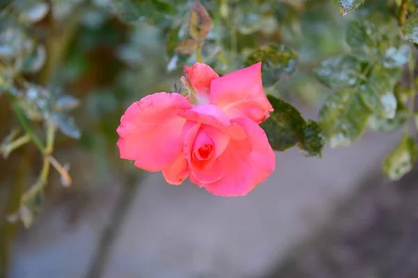 Flor Rosa Espanha — Fotografia de Stock