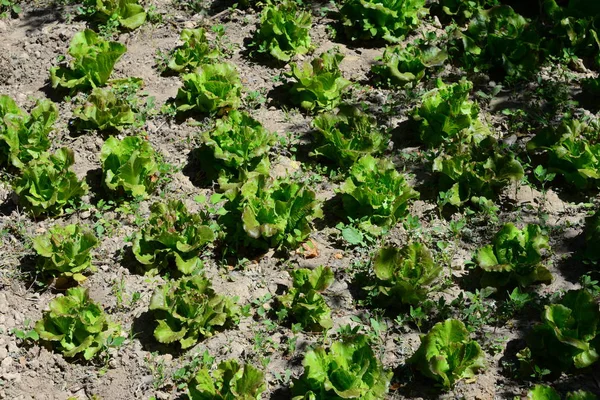 Grüner Salat Auf Dem Feld Spanien — Stockfoto