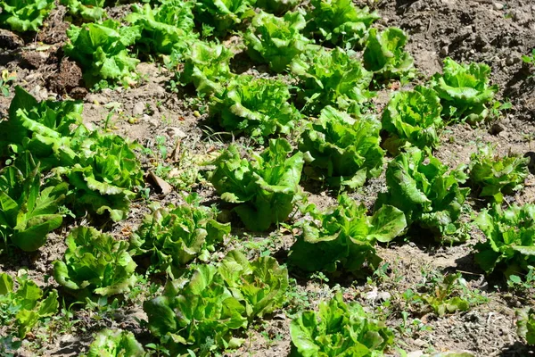 Salade Verte Sur Terrain Espagne — Photo