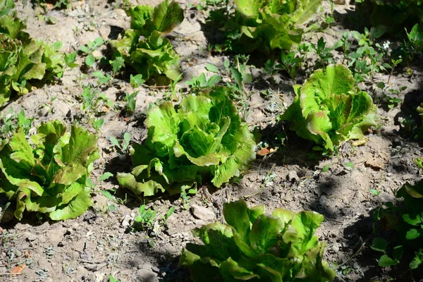 Grüner Salat Auf Dem Feld Spanien — Stockfoto