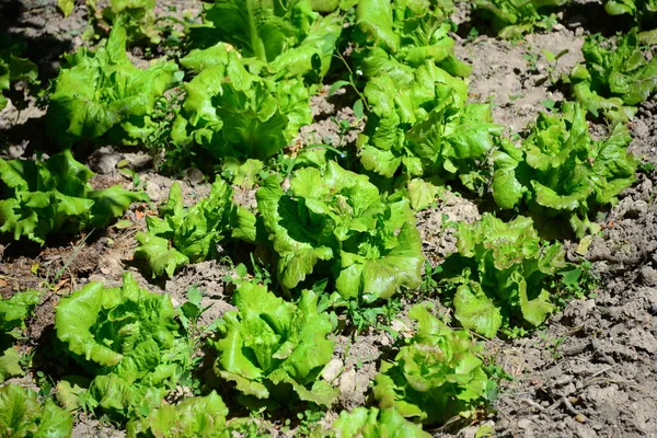 Grüner Salat Auf Dem Feld Spanien — Stockfoto