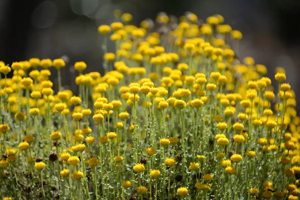 Kamomillblommor Blommar Spanien — Stockfoto