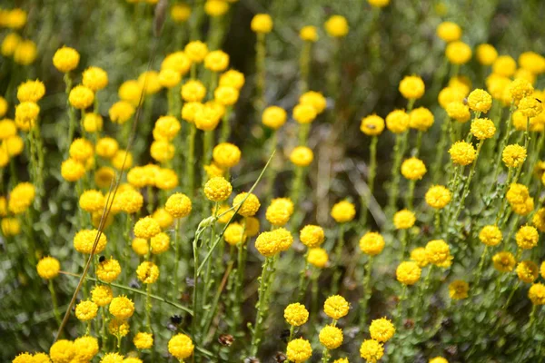 Kamomillblommor Blommar Spanien — Stockfoto