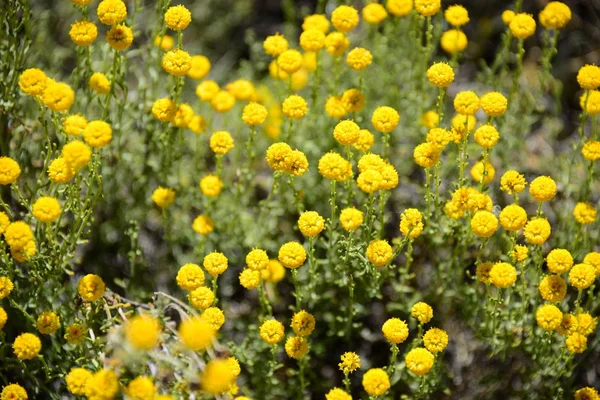 Kamomillblommor Blommar Spanien — Stockfoto