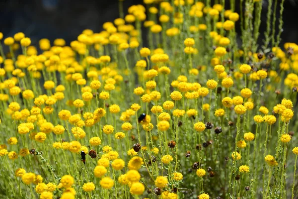 Kamomillblommor Blommar Spanien — Stockfoto