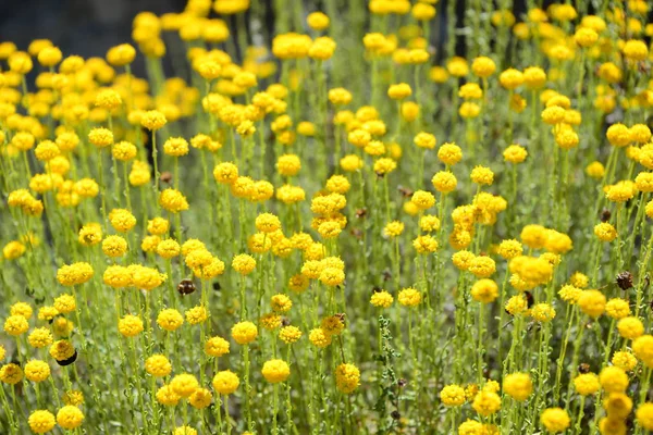 Kamomillblommor Blommar Spanien — Stockfoto