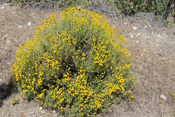 Fleurs Camomille Fleurissant Espagne — Photo